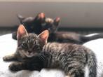 2 lieve kittens beschikbaar, Dieren en Toebehoren, Katten en Kittens | Overige Katten, Poes