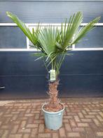 Trachycarpus Fortunei - Chinese Waaierpalm H: 170 cm., Tuin en Terras, 100 tot 250 cm, Zomer, Palmboom, Ophalen