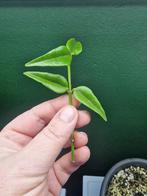 10x Hoya Bella stekjes kamerplant aanbieding, Huis en Inrichting, Kamerplanten, Ophalen of Verzenden, Halfschaduw, Minder dan 100 cm