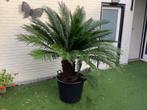 Vredespalm, Tuin en Terras, Planten | Tuinplanten, Ophalen, Bloeit niet, Overige soorten, Volle zon