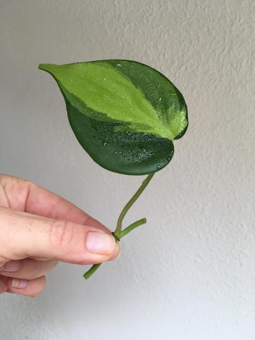 Philodendron scandens Brasil, verse stek, Huis en Inrichting, Kamerplanten, Overige soorten, Minder dan 100 cm, Ophalen of Verzenden