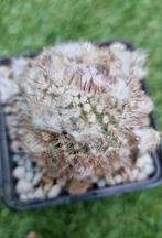 CACTUS PARODIA MALYANA MOOIE PLANT, Ophalen of Verzenden, Cactus, Minder dan 100 cm