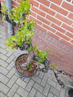 Vitis Vinifera, druivenboom op prachtige oude stam, In pot, Overige soorten, Ophalen