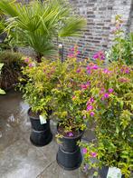 5 bougainvillea’s geleid op rek in pot aangeboden!!, Tuin en Terras, Planten | Tuinplanten, Volle zon, Vaste plant, Zomer, Ophalen