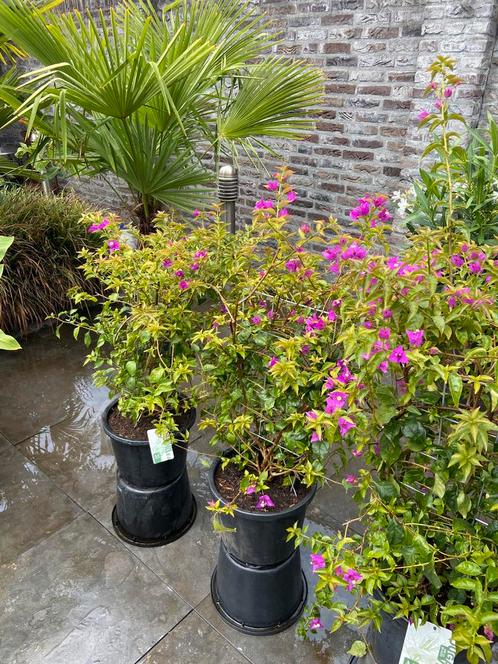5 bougainvillea’s geleid op rek in pot aangeboden!!, Tuin en Terras, Planten | Tuinplanten, Vaste plant, Overige soorten, Volle zon