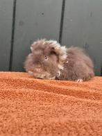 Slate/goud/wit tessel beer krullen knuffel tam lief huisdier, Dieren en Toebehoren, Knaagdieren, Mannelijk, Cavia, Na 1 juli 2024