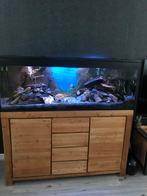 Complete aquarium met vissen, Ophalen of Verzenden, Zo goed als nieuw