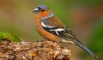 Europese VInk koppel beschikbaar, Meerdere dieren, Wildzangvogel, Geringd