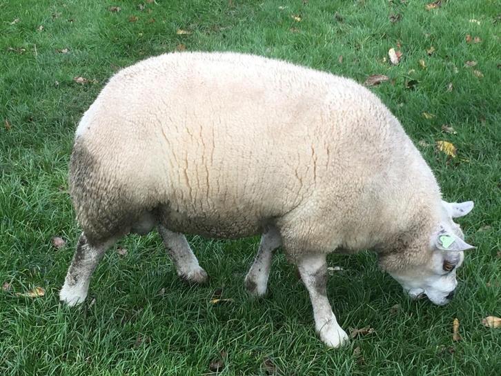 Texelaar ram, Dieren en Toebehoren, Schapen, Geiten en Varkens, Schaap, Mannelijk, 0 tot 2 jaar