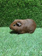 7 cavia's te koop, September, Meerdere dieren, Cavia