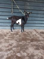 Zwartbonte bok, Dieren en Toebehoren, Schapen, Geiten en Varkens, Mannelijk, Geit