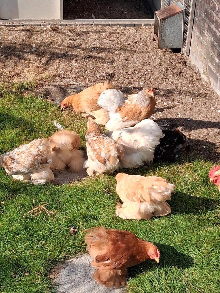 Cochin kriel kippen, Dieren en Toebehoren, Pluimvee, Kip, Meerdere dieren