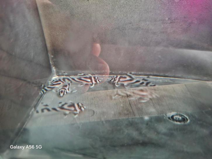 L046 Zebra., Dieren en Toebehoren, Vissen | Aquariumvissen, Zoetwatervis, Vis