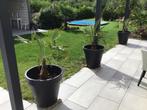 Palm Trachycarpus fortunei, Tuin en Terras, Ophalen, Nieuw
