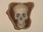 menselijke Schedel REPLICA Wanddeco Skull mens op Boomschijf, Ophalen of Verzenden, Nieuw, Schedel
