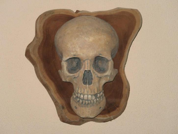 menselijke Schedel REPLICA Wanddeco Skull mens op Boomschijf, Verzamelen, Dierenverzamelingen, Nieuw, Schedel, Ophalen of Verzenden