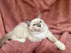 kitten, Dieren en Toebehoren, Kater, 0 tot 2 jaar