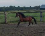 Mooie welsh pony hengst met welshpony stamboekpapier, Dieren en Toebehoren, Gechipt, Niet van toepassing, Hengst, A pony (tot 1.17m)