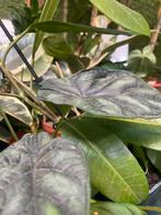 Gratis planten, Huis en Inrichting, Kamerplanten, Ophalen, Overige soorten, Minder dan 100 cm