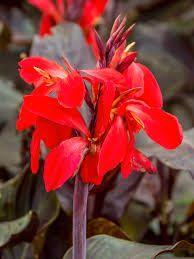 Canna red futurity knollen 3 stuks, Tuin en Terras, Bloembollen en Zaden, Knol, Voorjaar, Volle zon, Ophalen of Verzenden