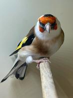 Majur Putter  witkeel man, Dieren en Toebehoren, Mannelijk, Wildzangvogel