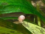 Aquarium Appelslakjes    Stuur ook op, Dieren en Toebehoren, Vissen | Aquariumvissen, Slak of Weekdier, Zoetwatervis, Schoolvis