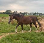Lieve 18 jarige drachtige welsh b merrie, Dieren en Toebehoren, Pony's, Merrie, C pony (1.27m tot 1.37m), Onbeleerd, 11 jaar of ouder