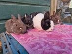 Kleurdwergjes, Dieren en Toebehoren, Konijnen, Meerdere dieren, Dwerg, 0 tot 2 jaar