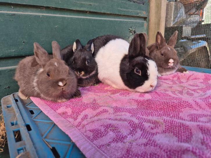 Kleurdwergjes, Dieren en Toebehoren, Konijnen, Dwerg, Meerdere dieren, 0 tot 2 jaar