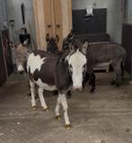 Mini ezels, Dieren en Toebehoren, Juni, Meerdere dieren