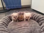 Perzische langhaar kitten Te Koop!, 0 tot 2 jaar