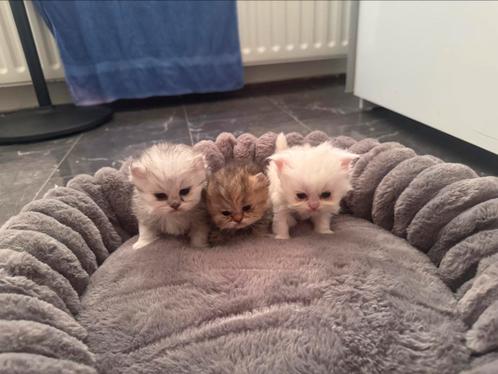Perzische langhaar kitten Te Koop!, Dieren en Toebehoren, Katten en Kittens | Raskatten | Langhaar, 0 tot 2 jaar