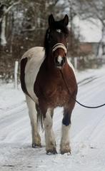 Layla brave merrie zoekt 5 ***** plekje, Dieren en Toebehoren, Paarden, Merrie, B, Gechipt, 11 jaar of ouder