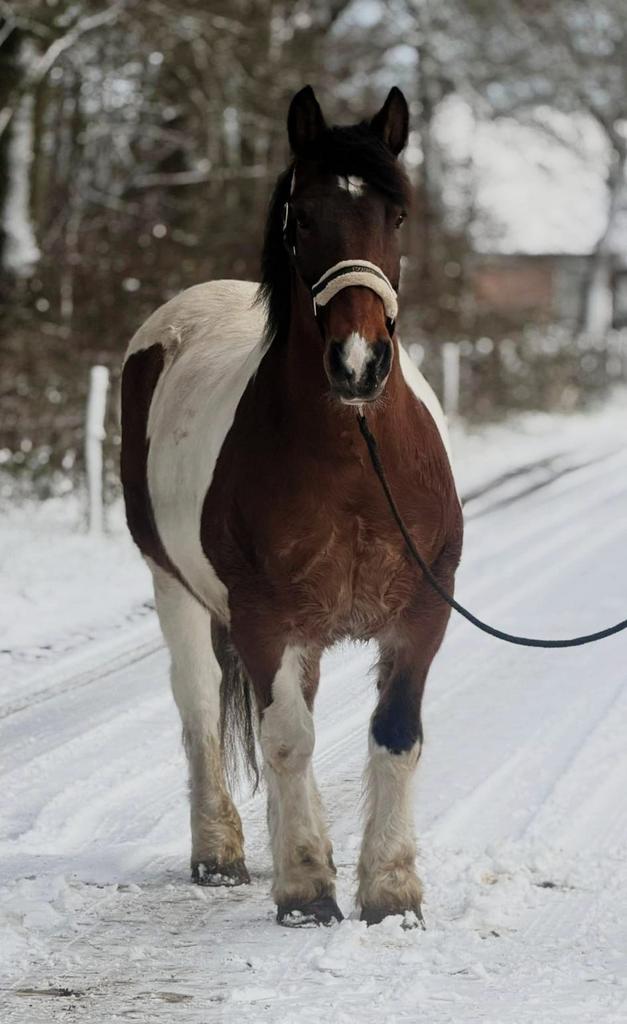 Layla brave merrie zoekt 5 ***** plekje, Dieren en Toebehoren, Paarden, Merrie, B, 11 jaar of ouder, Recreatiepaard, Gechipt, Ontwormd