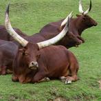 Echte Watusi hoorn XXL lengte 58 cm losse hoorn rund, Ophalen of Verzenden