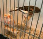 Harlekijn kanarie koppel, Dieren en Toebehoren, Vogels | Kanaries, Meerdere dieren, Postuurkanarie