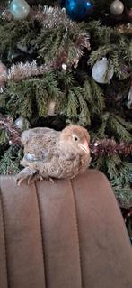 Brahma kriel hennen, Dieren en Toebehoren, Pluimvee, Vrouwelijk, Kip