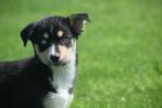 Husky kruising Australische herder pups, België, Rabiës (hondsdolheid), 15 weken tot 1 jaar, Meerdere