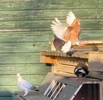 A'damse baardtuimelaars - 3 koppels in rood - Sierduiven, Dieren en Toebehoren, Vogels | Duiven, Meerdere dieren, Tuimelaar of Roller