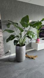 Strelitzia Nicolai - 190cm inclusief pot, Ophalen, Overige soorten, Halfschaduw, In pot