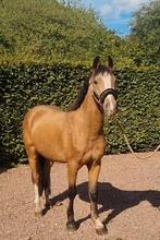 Prachtige 3 jarige valk d pony ruin., Dieren en Toebehoren, Ruin, 3 tot 6 jaar