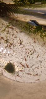 Neocaridina garnalen en / of Javamos, Dieren en Toebehoren, Vissen | Aquariumvissen, Kreeft, Krab of Garnaal