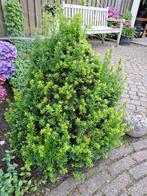 Taxus, Tuin en Terras, Planten | Struiken en Hagen, Ophalen, Taxus