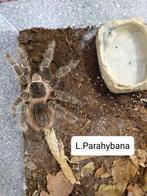Lasiodora parahybana, Dieren en Toebehoren, Insecten en Spinnen, Spin of Schorpioen