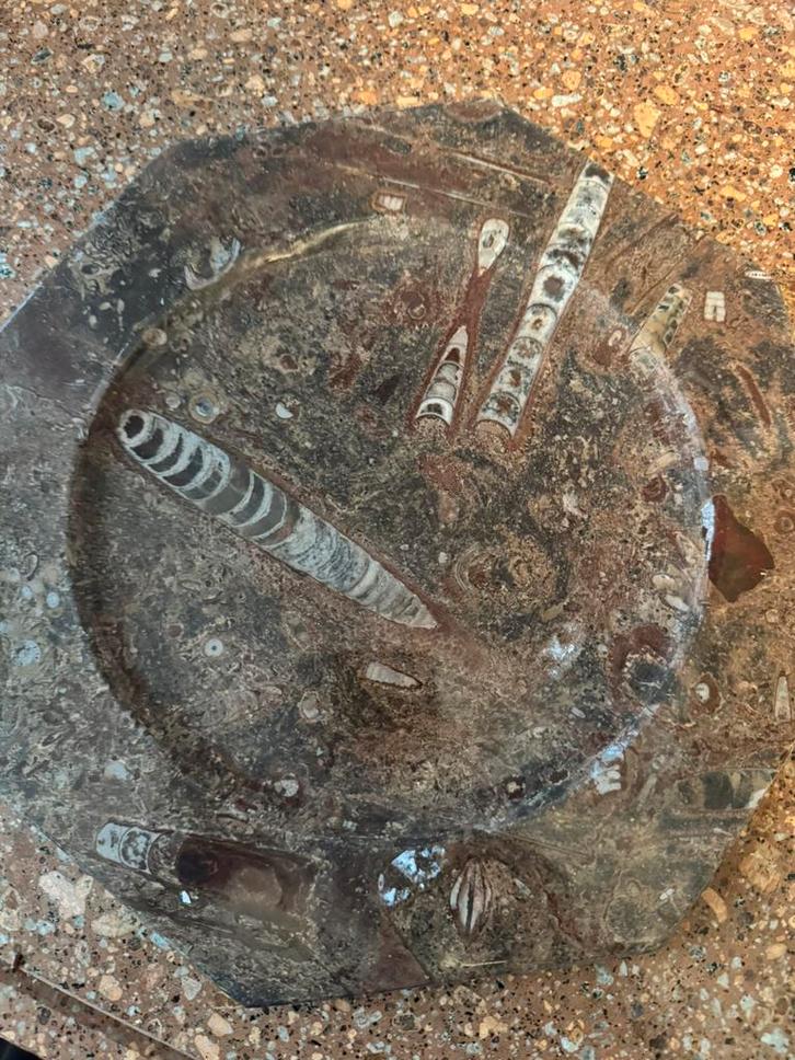 Fossiel sierbord, Verzamelen, Mineralen en Fossielen, Fossiel, Ophalen of Verzenden