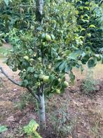 Fruitbomen te koop hobby fruitbogerd, Tuin en Terras, Planten | Bomen, Ophalen, Lente, Volle zon, Overige soorten