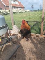 Brahma haan gratis, Dieren en Toebehoren, Mannelijk, Kip