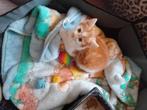 Kittenpoesje zeer lief, Dieren en Toebehoren, Poes, Kortharig, 0 tot 2 jaar