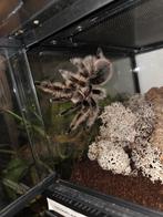 3 Tarantula vogelspinnen dames all incl