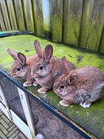Jonge Konijntjes, Dieren en Toebehoren, Konijnen, Meerdere dieren, Klein, 0 tot 2 jaar